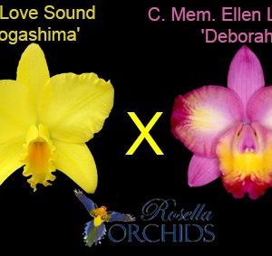 Rth. Love Sound 'Dogashima' x C. Mem. Ellen Littman 'Deborah'