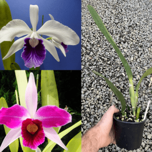 C. purpurata (f. roxo violeta x werhauseri) x C. purpurata f. flamea SPECIES FLOWERING SIZE