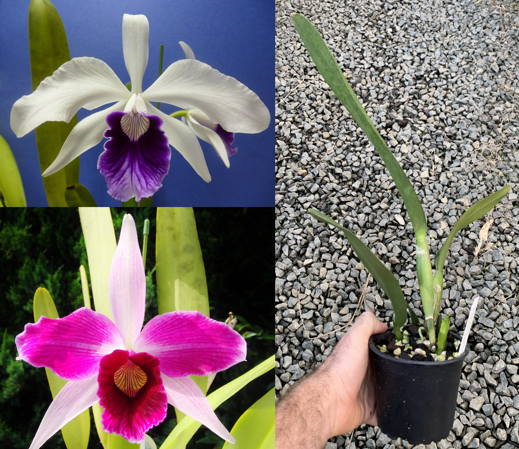 AEL-138-C.-purpurata-f.-roxo-violeta-x-werhauseri-x-C.-purpurata-f.-flamea-ebay-edit-120mm-pot.png