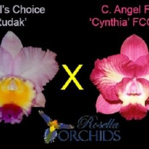 C. Rosella's Angel = C. Dal's Choice 'Rudak' x C. Angel Flare 'Cynthia' HCC/AOC