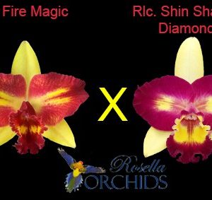C. Fire Magic x Rlc. Shin Shiang Diamond