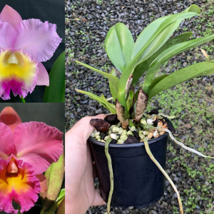 Rlc. Brunswick Gem 'Coral' x C. Dal's Choice 'Rudak' 100mm Pot Flowering Size