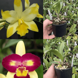 Ctt. Highland Bauble 'Murphy' x Rlc. Shin Shiang Diamond