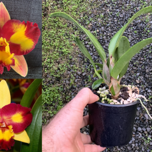 C. Fire Magic x Rlc. Shin Shiang Diamond 100mm Pot FLOWERING SIZE