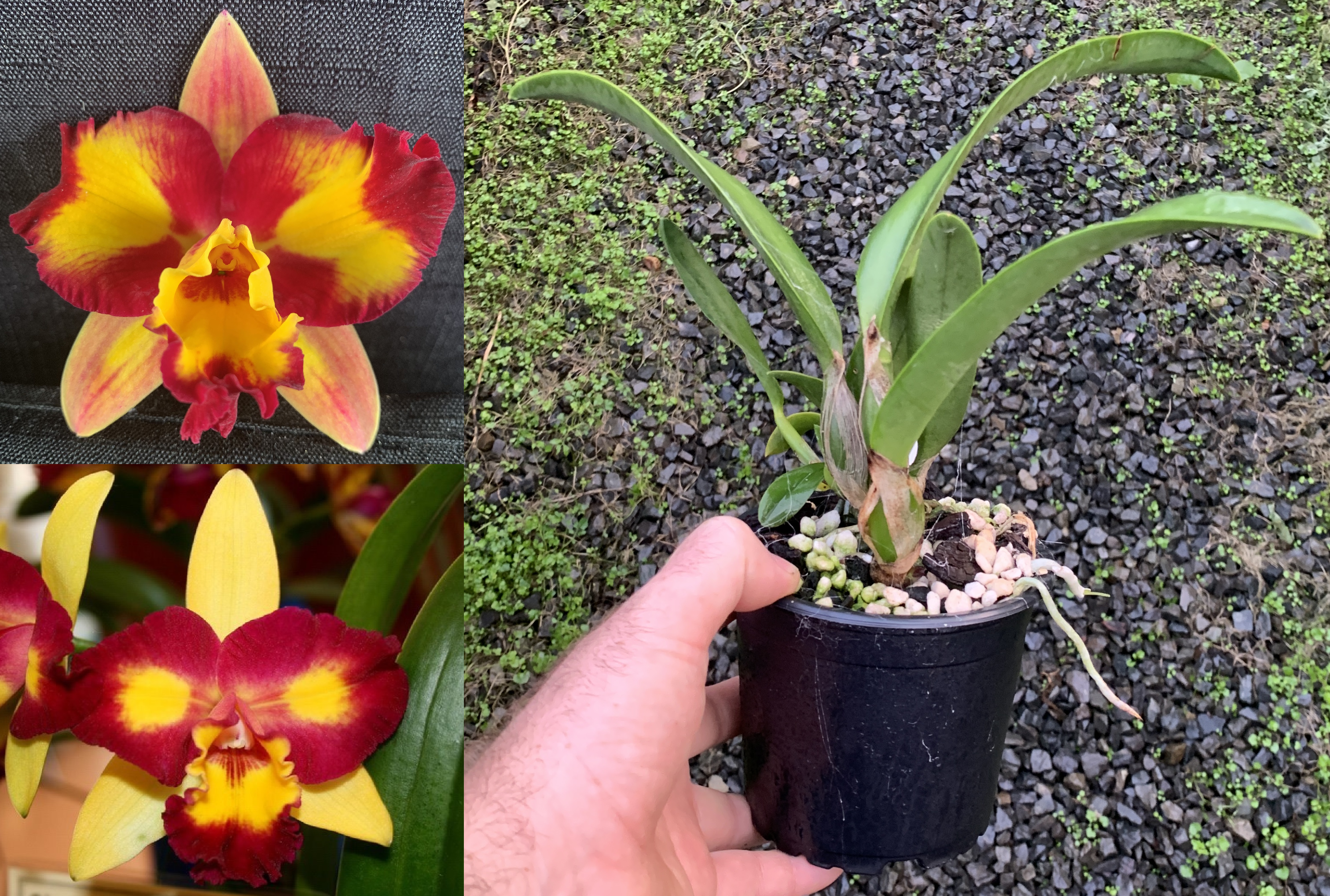 AEL67-C.-Fire-Magic-x-Rlc.-Shin-Shiang-Diamond-flowering-size.png
