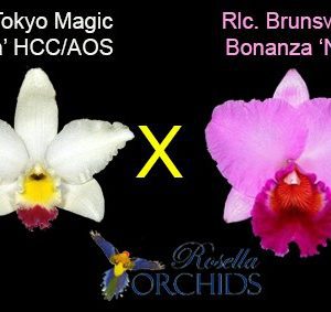 Lc. Tokyo Magic 'Lea' x Blc. Brunswick Bonanza 'No2'