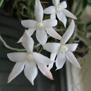 Aerangis biloba