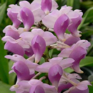 Aer. odorata