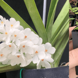Ascocentrum ampullaceum var alba