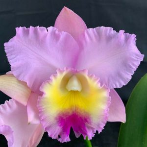 C. Dal's Choice 'Rudak'