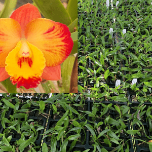 C. Dal's Good One 'Janelle' AM/AOC * 6 PLANTS! * Small Clones