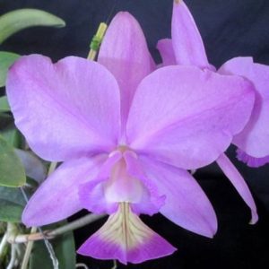 C. nobilor 'Don Rafael' x self