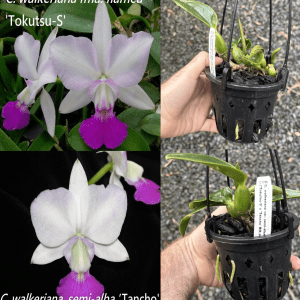 C. walkeriana var. semi-alba x sib ('Tokutsu-S' x 'Tancho' BM/JOGA) Near Flowering Size