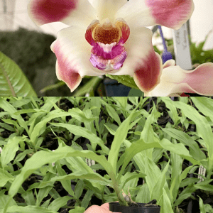 Chysis Chy. limminghei var aurea x sib SPECIES 50mm Pot