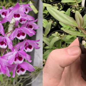 Dendrobium Den. parishii 'Mae Hong Son' SPECIES 50mm Square Pot FRAGRANT
