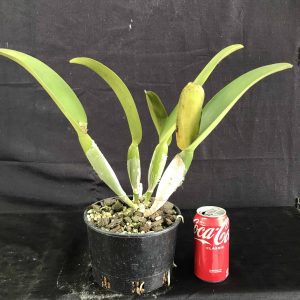 Rlc. Dream Trader 'Penelope'