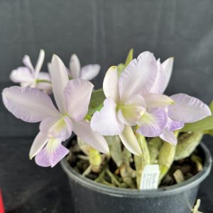 C. walkeriana var coerulea 'Tom's No1'