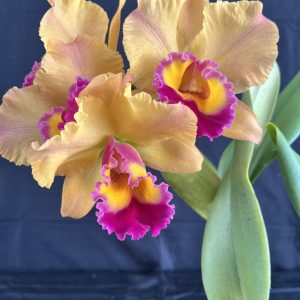 Rlc. Aussie Bottler 'Sarah'