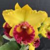 Deception Sunset 'Rosella'