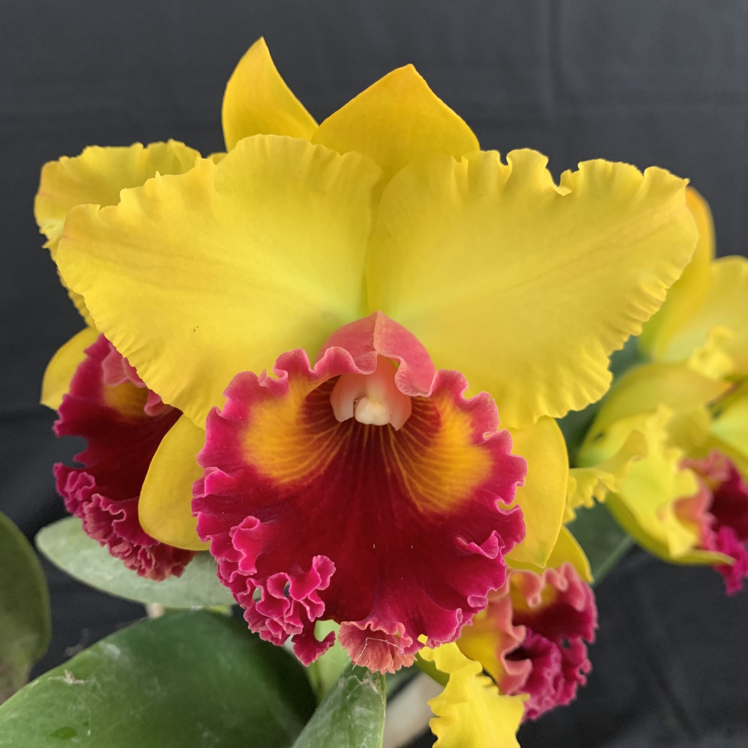 Deception Sunset 'Rosella'
