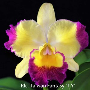 Rlc. Taiwan Fantasy 'TY'