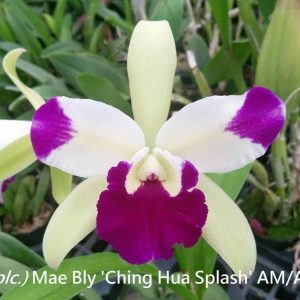 Ctyh. Epi Mae Bly 'Ching Hua Splash'