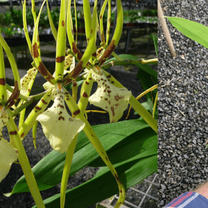 Brassia Brs. Rex 'Sakata' MERICLONE 100mm Pot Size FLOWERING SIZE