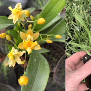 Onc Twinkle 'Oro' 50mm Pot MERICLONE FLOWERING SIZE FRAGRANT