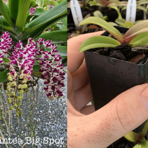 Rhynchostylis Rhy. gigantea 'Big Spot' SPECIES 50mm Square Pot FRAGRANT