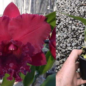 Robert Scalia 'Burdekin Ruby' FLOWERING SIZE CLONE 120mm Pot