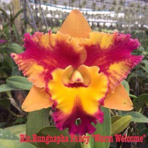 Rlc. Rungnapha Fancy 'Warm Welcome' FLOWERING SIZE!