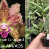 Rlc-Waianae-Leopard-Ching-Hua-ebay-edit.png