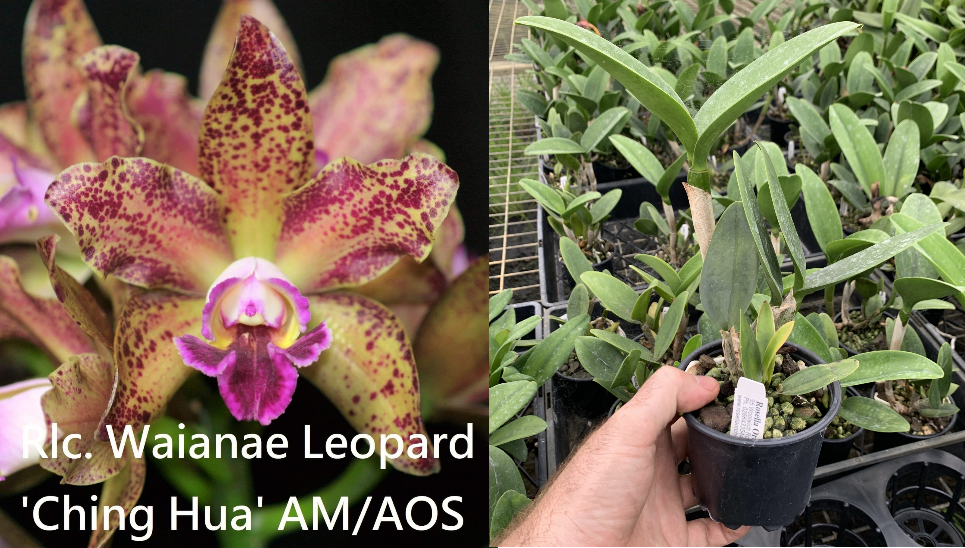 Rlc-Waianae-Leopard-Ching-Hua-ebay-edit.png