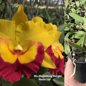 Rlc. Chomthong Delight 'Smile Lip' Mericlone 100mm Pot