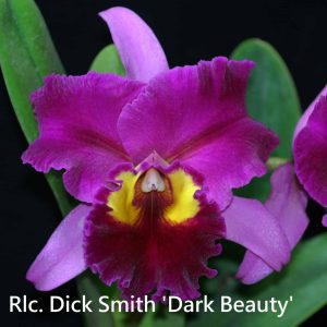 Rlc. Tsutung Beauty 'C.S.' x Rlc. Dick Smith 'Dark Beauty'