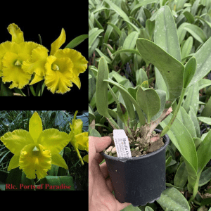 Rlc. Ports of Paradise 'Green Ching Hua' Mericlone 100mm Pot FLOWERING SIZE!
