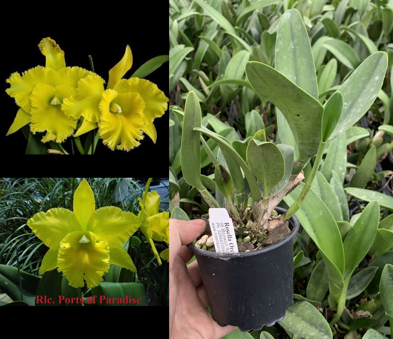Rlc.-Ports-of-Paradise-Green-Ching-Hua-AM-AOS-100mm-pot-ebay-edit-100mm.png