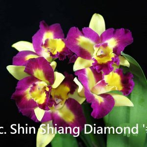 Rlc. Shin Shiang Diamond 'Taiyoung #1' x Rlc. Toshie Aoki 'Red Hsinying'