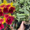 Rlc.-Siam-Fancy-Wing-of-Fire-1-ebay-edit.png