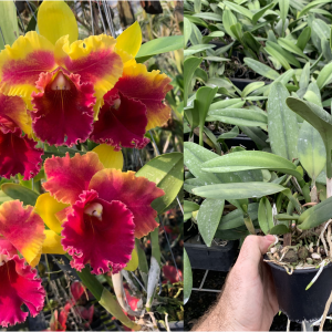 Rlc. Siam Fancy 'Wing of Fire' Mericlone 100mm Pot FLOWERING SIZE!