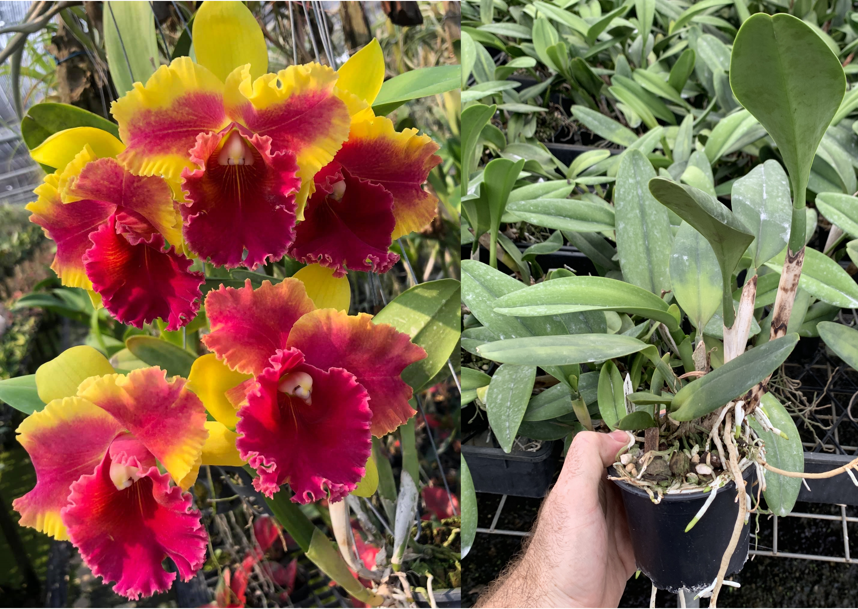 Rlc.-Siam-Fancy-Wing-of-Fire-1-ebay-edit.png