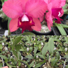 Rlc.-Tokyo-Angel-Ivy-Ebay-Edit.png