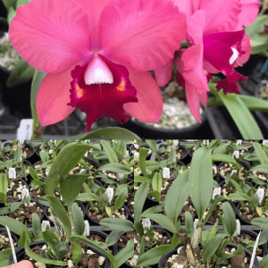 Rlc. Tokyo Angel 'Ivy' Mericlone 100mm Pot Advanced
