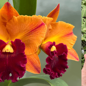 Rlc. Yingluck Smile 'Heart Of Gold' Mericlone 100mm Pot