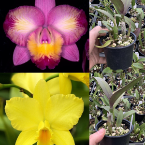 Rth. Love Sound x C. Mem. Ellen Littman FLOWERING SIZE 100mm Pot