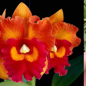 Rlc. Nakornchaisri Delight '#2' MERICLONE 50mm Pot Size