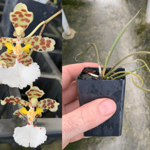 Trichocentrum Oncidium Orchid Trt. jonesianum SPECIES FLOWERING SIZE RARE!