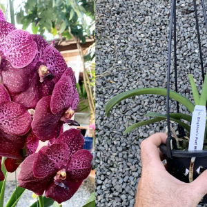 V. Brighton's Port Wine MERICLONE NEAR FLOWERING SIZE 90mm Pot