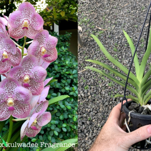 V. Chomkao x V Kulwadee Fragrance MERICLONE NEAR FLOWERING SIZE