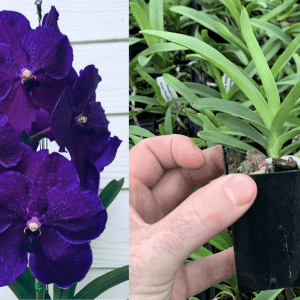 V. Kasem's Delight 'Deep Purple'